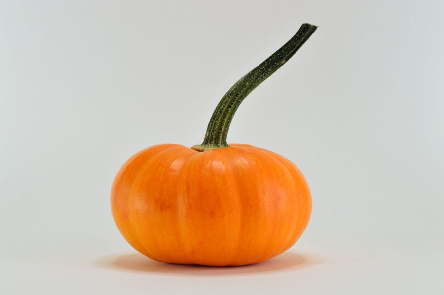 The starter photo: one pumpkin with a tall stem on a gray background.